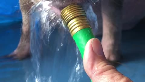 chorizo drinking from the hose