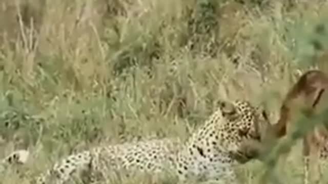 jaguar Whatsapp status video #Shorts