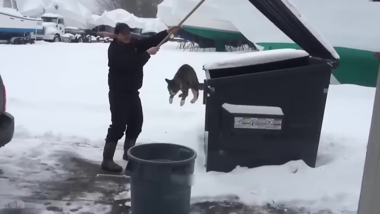 Funny Animal