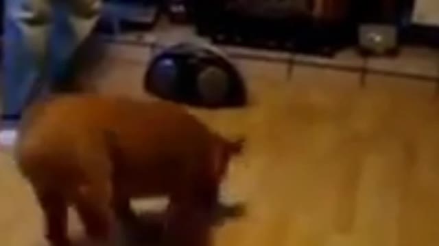 Funniest dog 🐈🐕 Part - 06