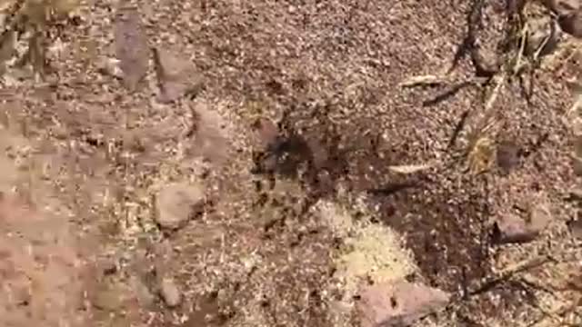 Arizona Ant Hills