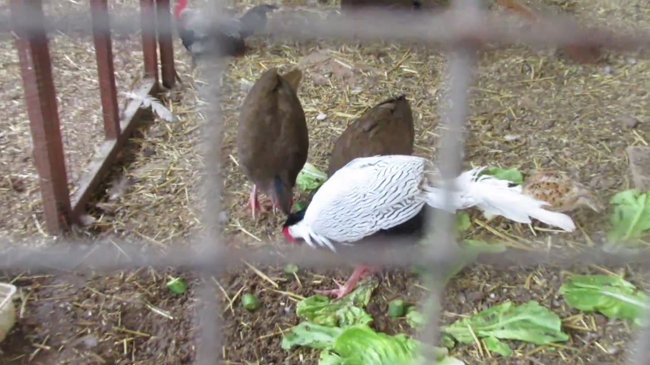 Red golden pheasant (4)