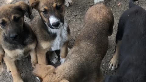 Cute puppies and dogs in mexico