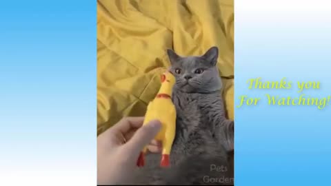 Funny Animals cats