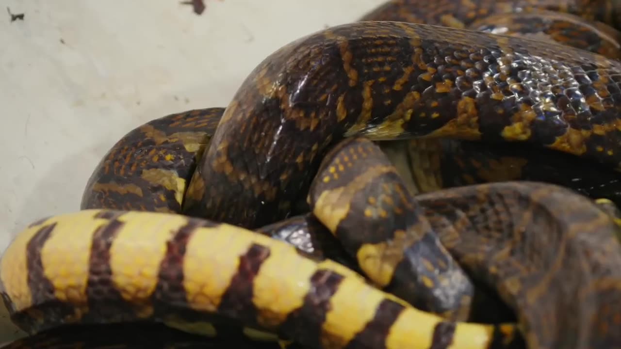 The Rare and Fascinating Black Rat Snakes of Tonle Sap Lake