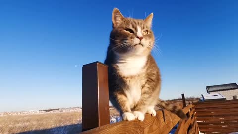 A cat standing on a fence looking around