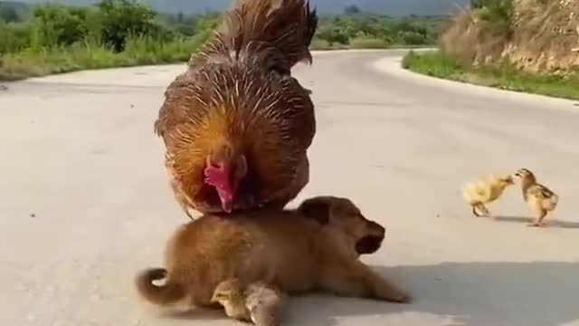 Chicken 🐔 attacking puppy for eating its egg
