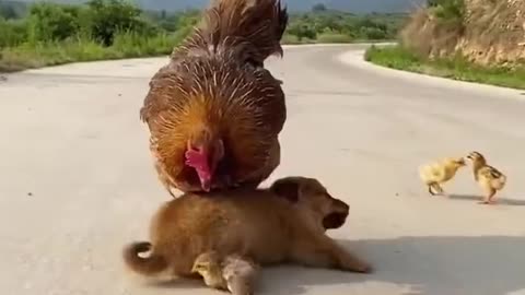 Chicken 🐔 attacking puppy for eating its egg