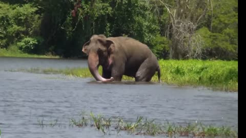 Wounded elephant stranded on lake Treated by wildlife officers Wildlife Animals Elephant