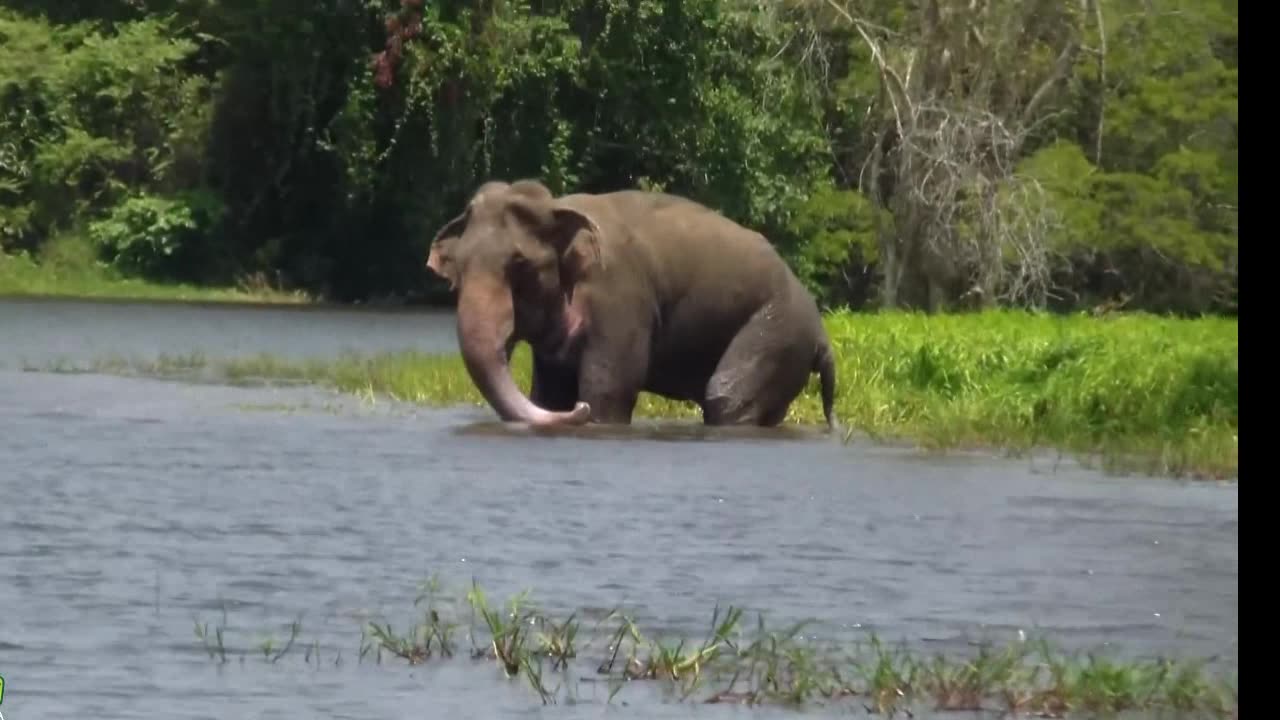 Wounded elephant stranded on lake Treated by wildlife officers Wildlife Animals Elephant