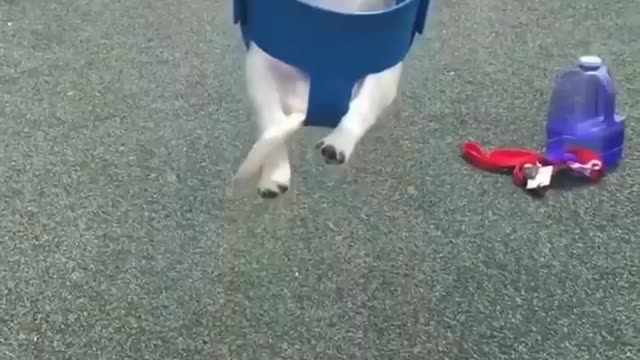 Dog funny video