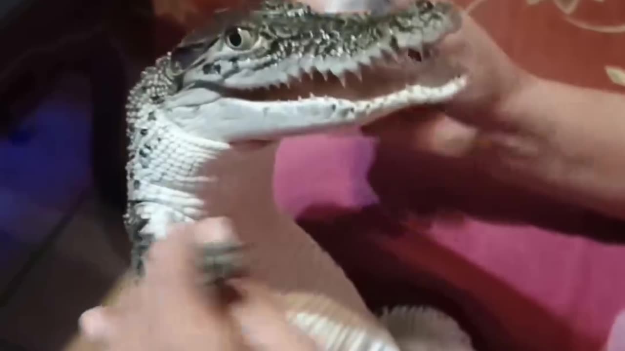 crocodile cute