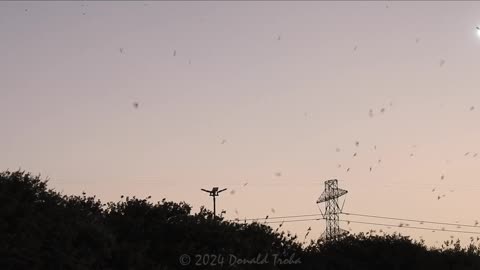 Purple Martins