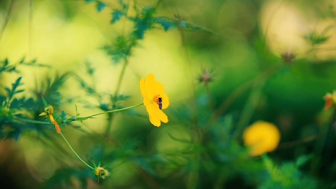 A Bee On A Yellow Flower