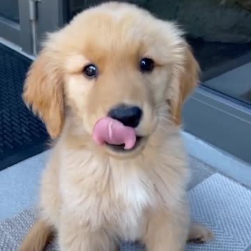 Golden Retriever Super Cute Puppy !