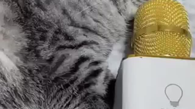 Sleep cat video