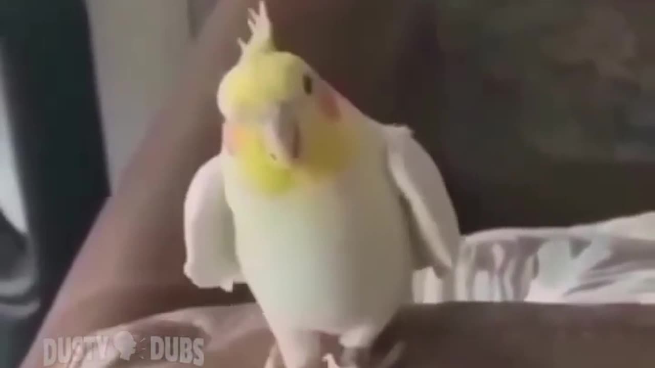 animal videos funny