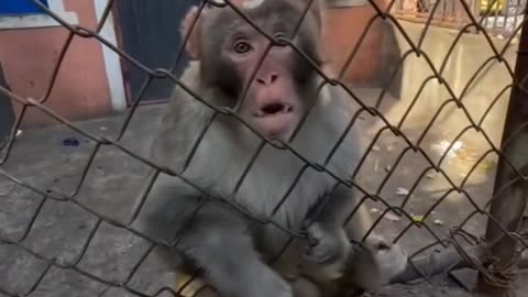 Monkeys food fight