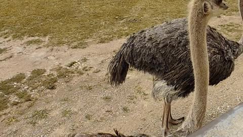 Ostriches at The Wilds in Cumberland Ohio