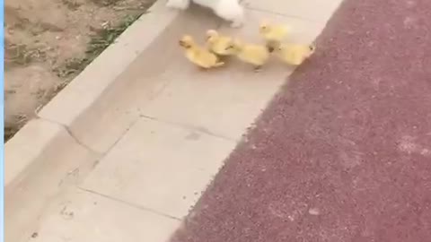 Tiny dog running along with chicks