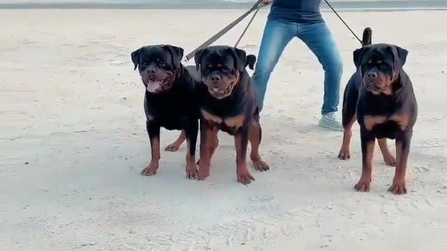 Dangerous Dog is Rotweiler Partners