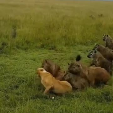 animals discovery#animals #video #viralshorts #viralvideo #reels #hollywood #movie #animal plant