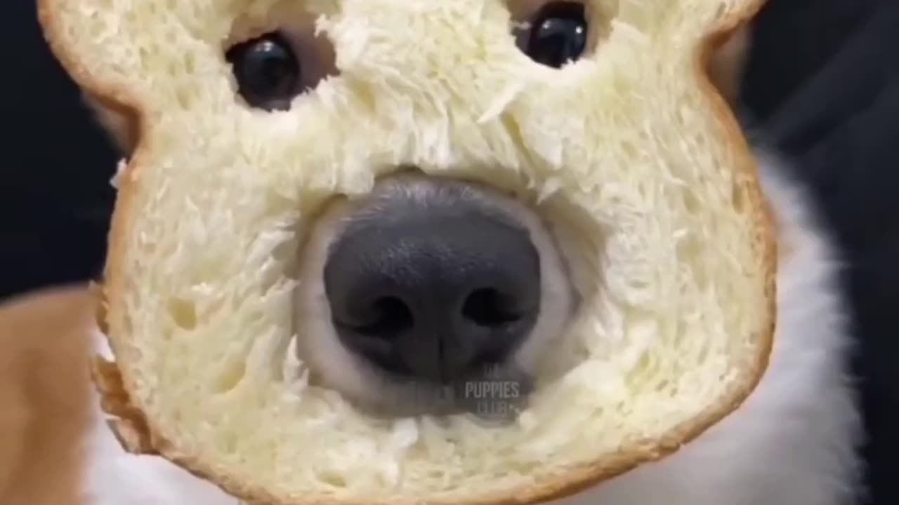 Dog useing the Mask 😷 by Breadth 🍞🥖