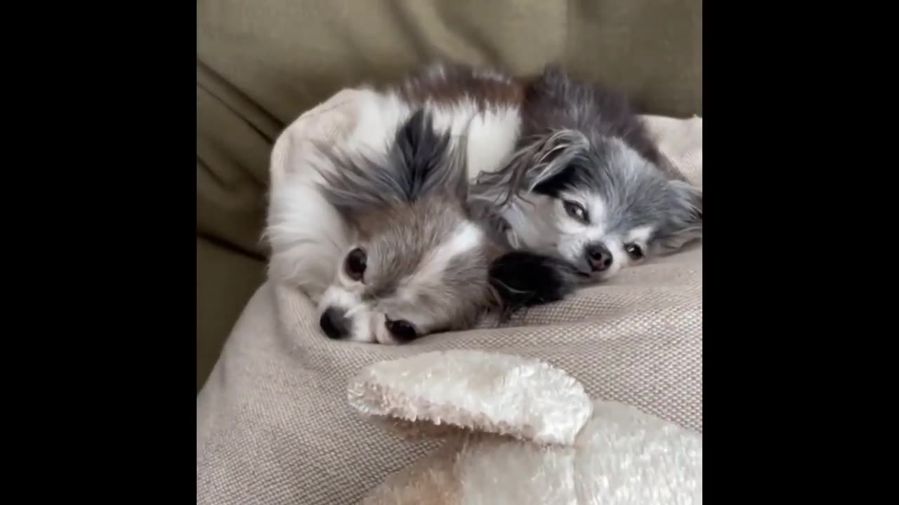 Funny animal videos