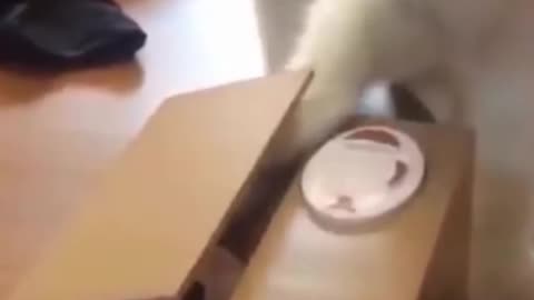 Funny Animal Videos Try Not to Laugh 2024 Part 2