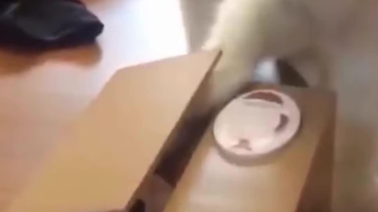 Funny Animal Videos Try Not to Laugh 2024 Part 2