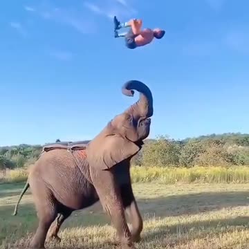 Video by Mohammadplant