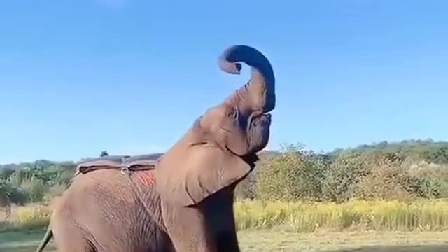 Video by Mohammadplant