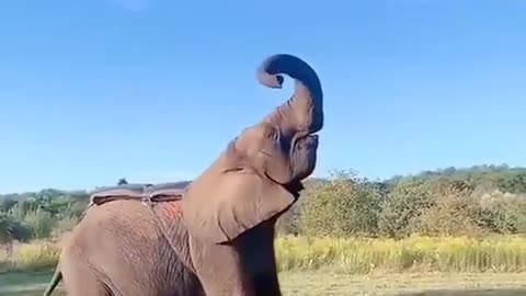 Video by Mohammadplant