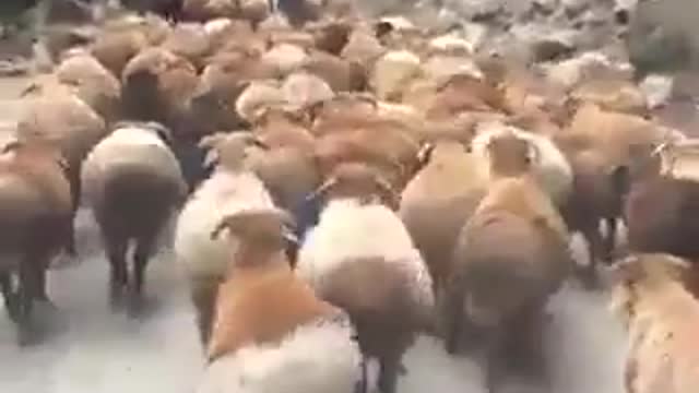 Sheep