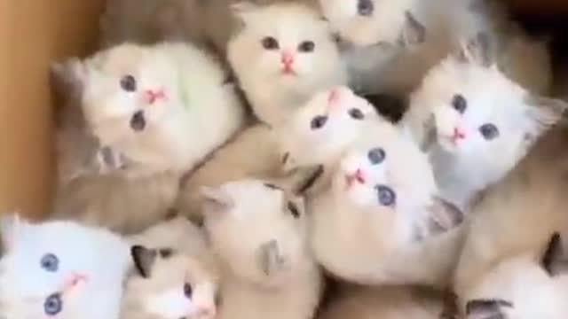All Himalayan kitten in one box