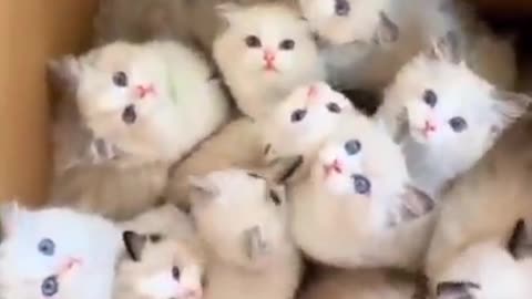 All Himalayan kitten in one box