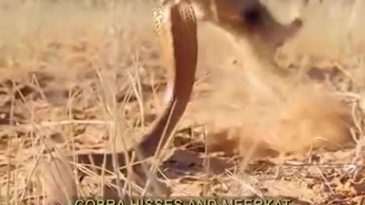 Wildlife