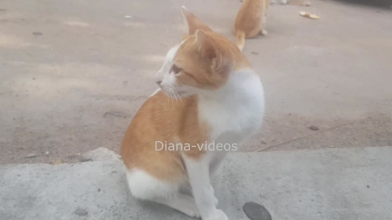 cat cute Diana-videos #animals