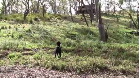 Doberman Pinscher vs Standard Poodle - Dog Holiday Sydney