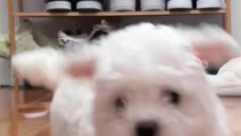 Super cute puppy！