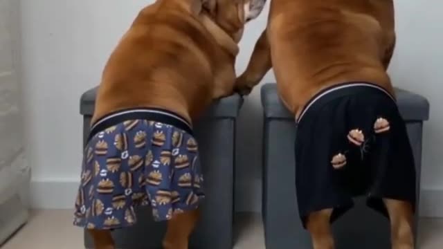 Freaky Bulldogs
