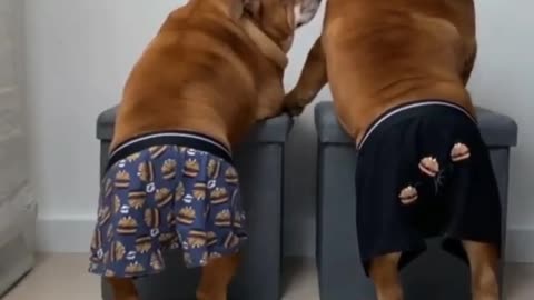 Freaky Bulldogs