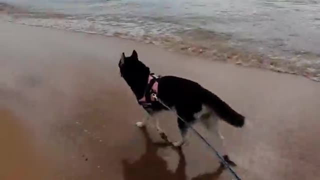 Stubborn Husky Dog Videos 😁😇 Best Funny Animal Videos 2022 😺 Funny Dog Videos 2022 😁