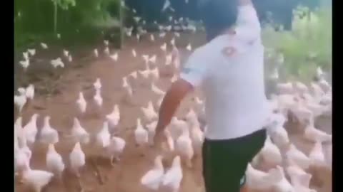 "CHICKEN ARMY"