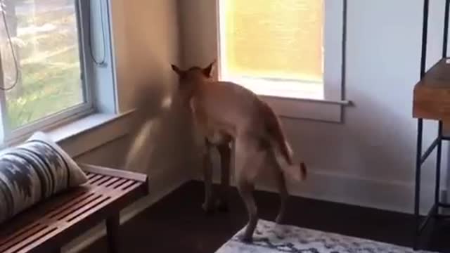 the dancing dingo ( funny dog )