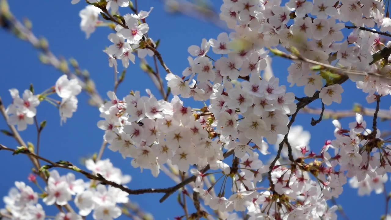 white cherry blossom