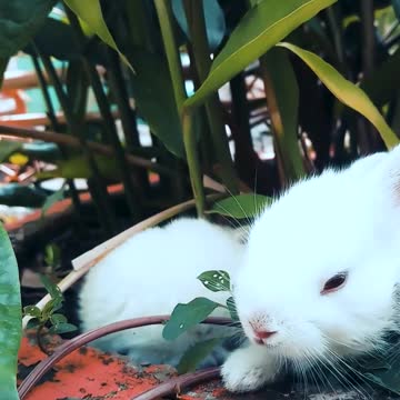 Three Cute Rabbit