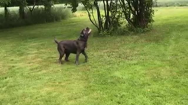 Playful Pooch Entertains Herself with a Balloon