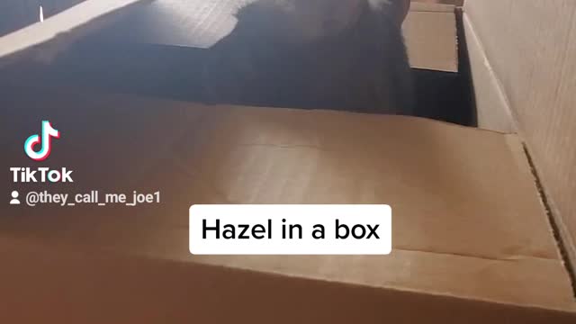 Hazel playing in a box