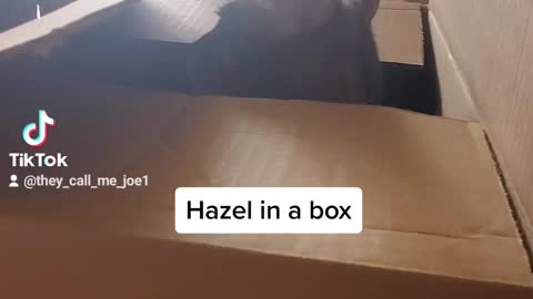 Hazel playing in a box